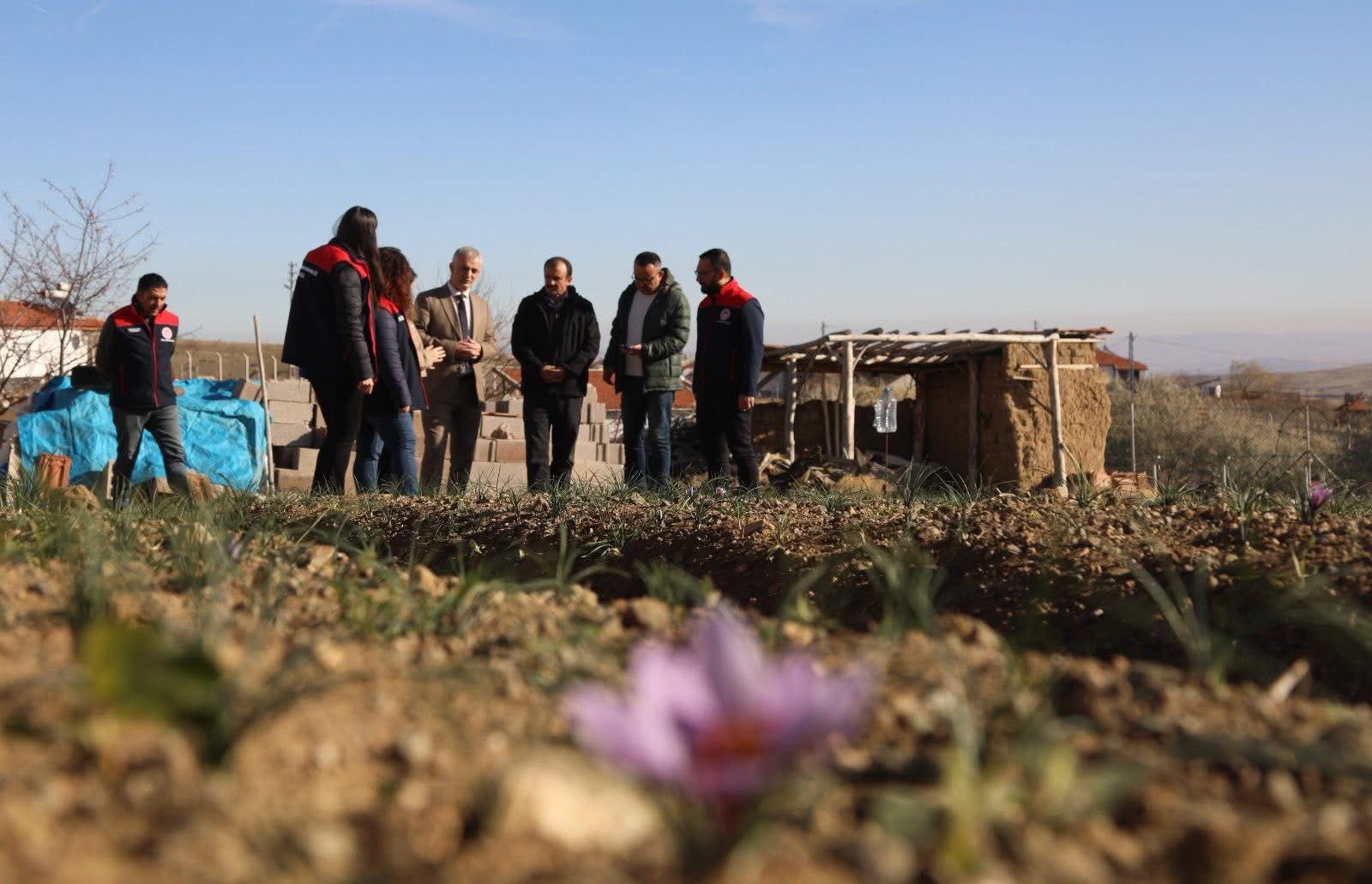 img 6314 - Kırıkkale'de SAFRAN Hasadı Yapıldı