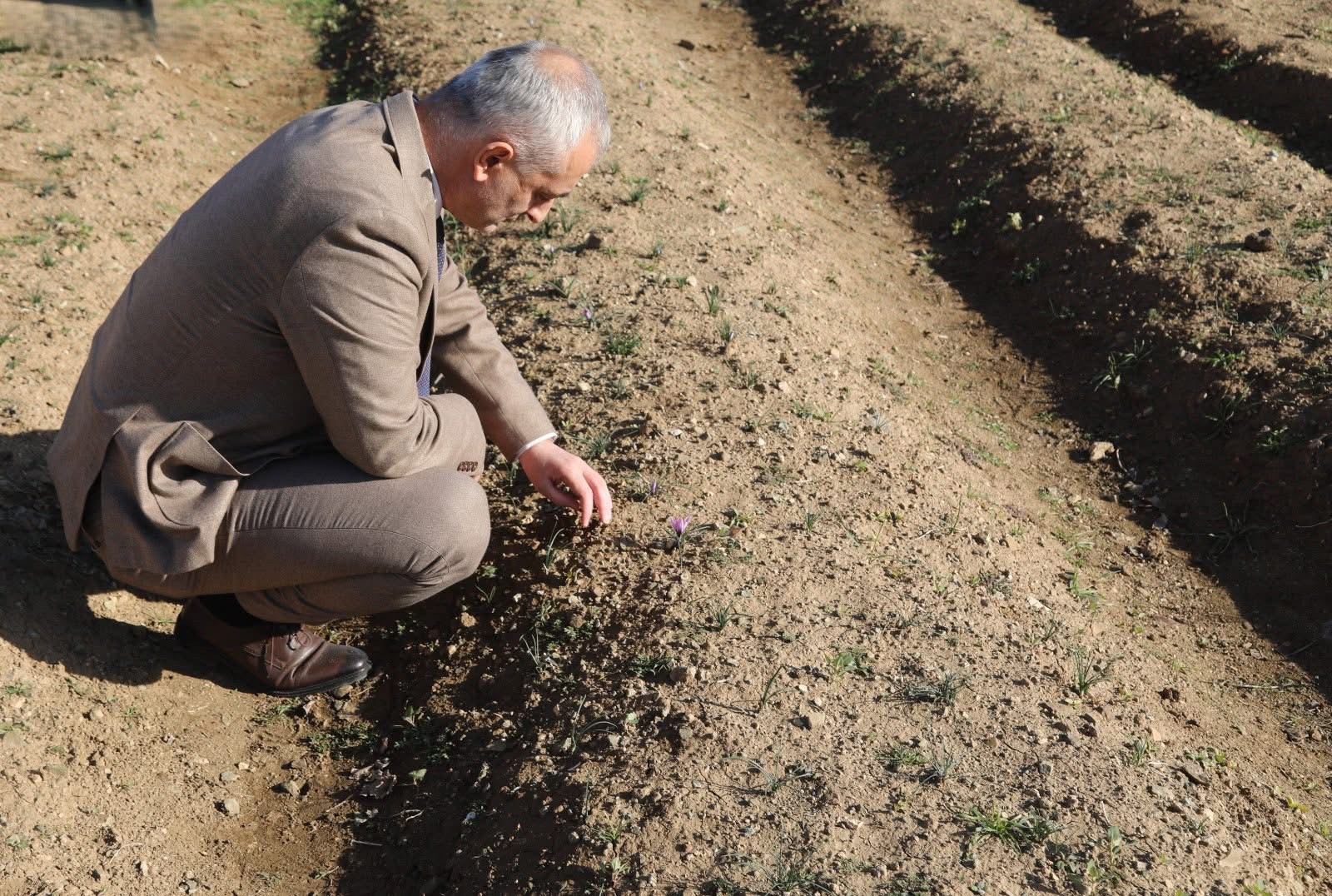 img 6316 - Kırıkkale'de SAFRAN Hasadı Yapıldı