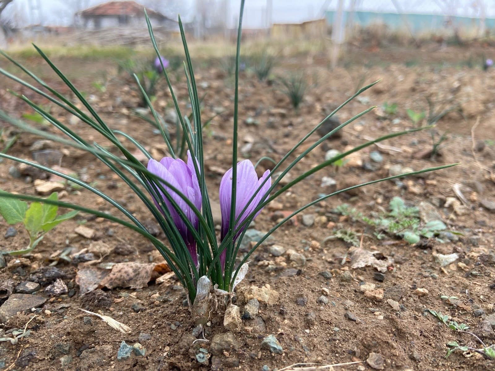 img 6318 - Kırıkkale'de SAFRAN Hasadı Yapıldı